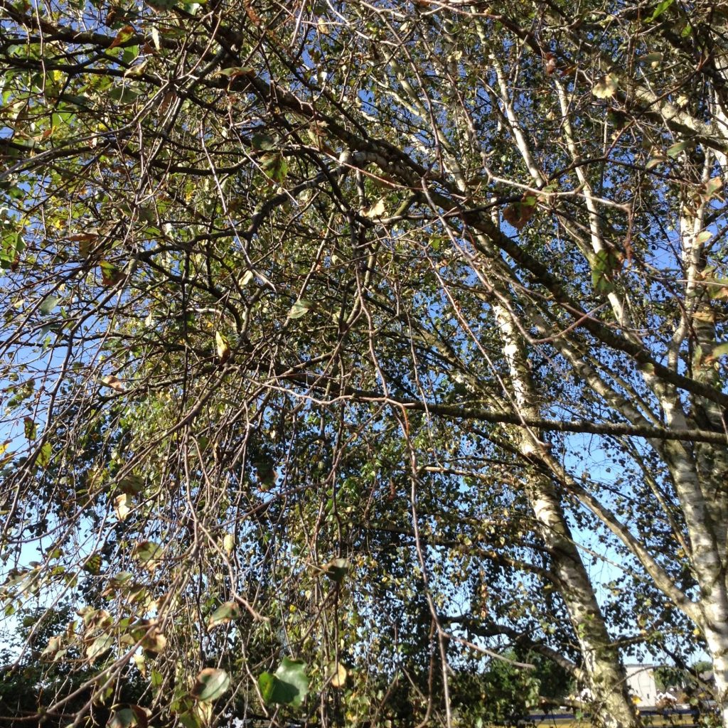 Beautiful silver birch trees