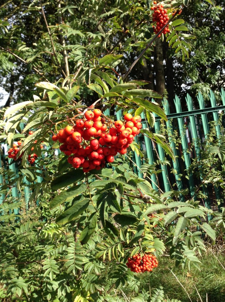 Berries for the Birds